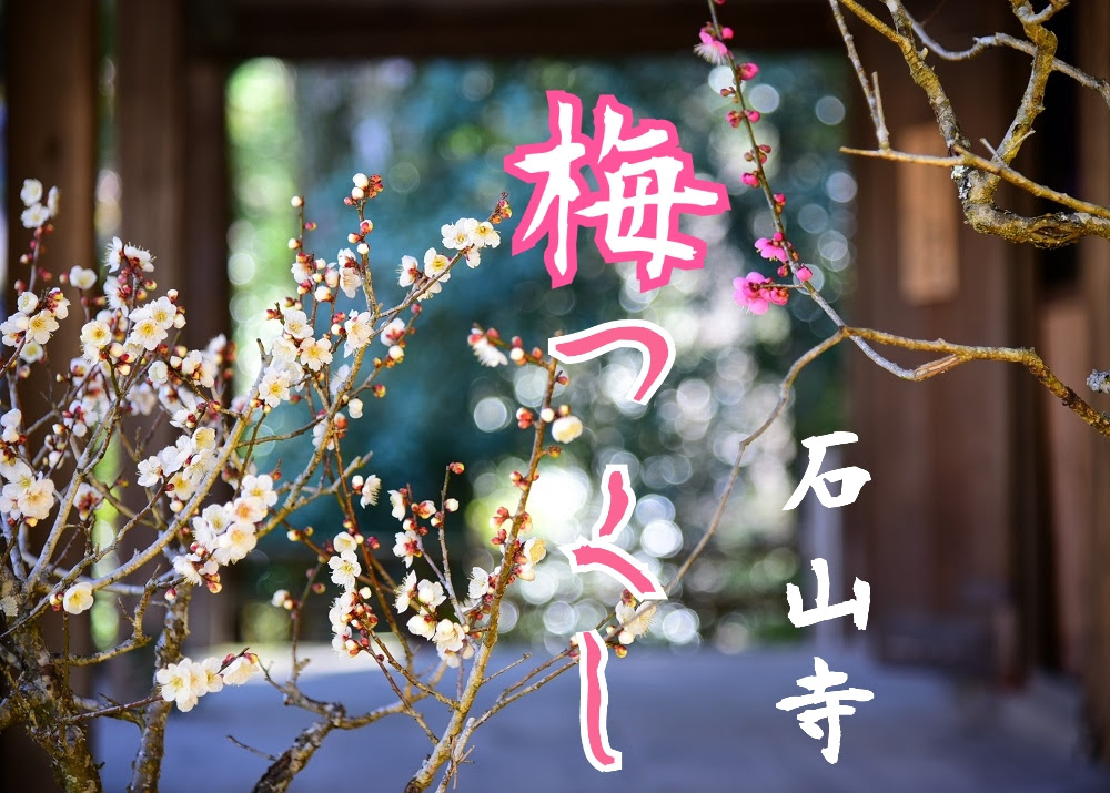 開催中 山一帯に咲く梅花と盆梅展 石山寺 梅つくし 3 18まで チェキポンポスト