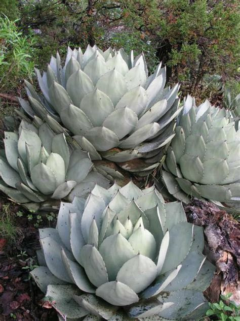 Practically every discussion of cacti invariably includes the word succulent, which literally means juicy plant. it's a reference to the ability of. Agave parryi var. truncata - Artichoke Agave | World of