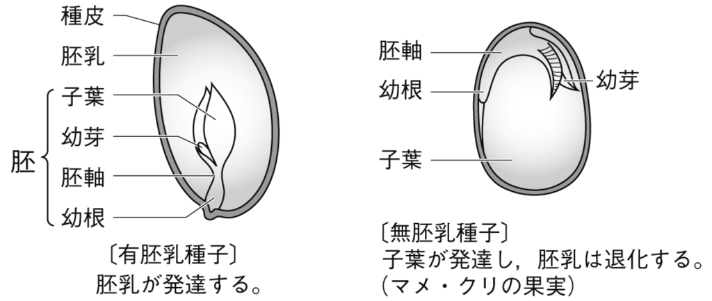 小学生の理科入門 植物 有胚乳種子と無胚乳種子違い Cmoからのお知らせ