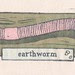 Earthworm (nightcrawler)