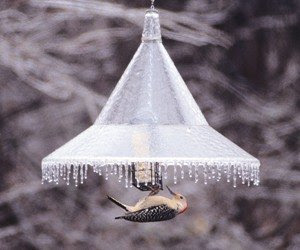 Pole Mounted Bird Feeder Squirrel Baffle-Clear