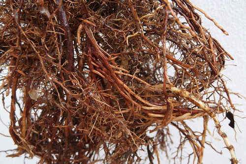 Cryptomeria japonica material