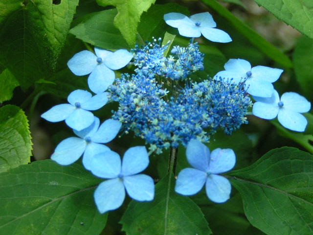 ほっと待以夢 紫陽花