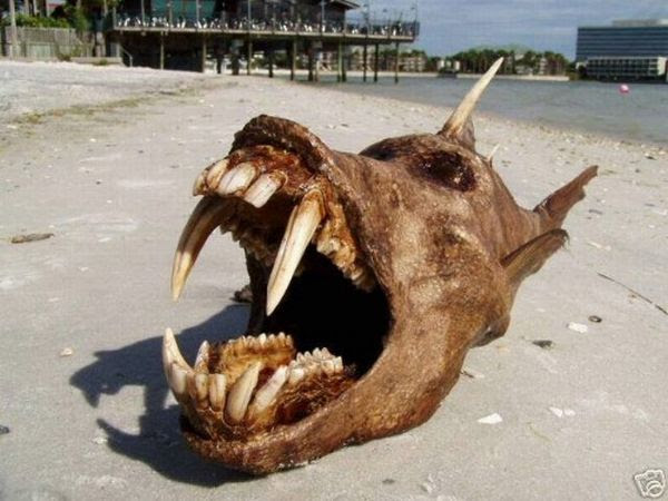 Freaky devil fish (5 pics)