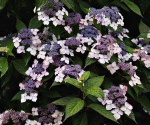 Shade Plants Perennial Vines