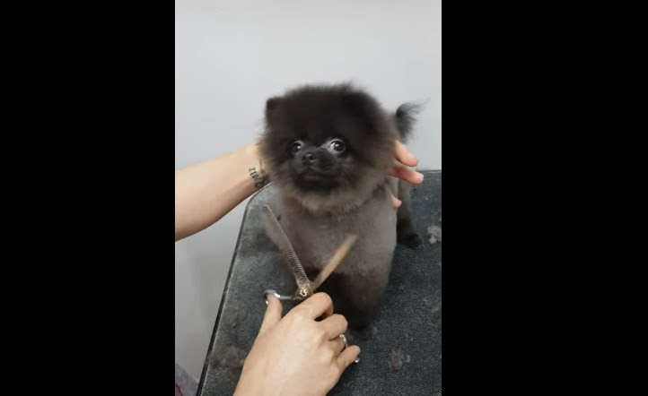 超ご機嫌 ヘアカット中にダンスを踊るワンコがいたよ Viva Wマガジン