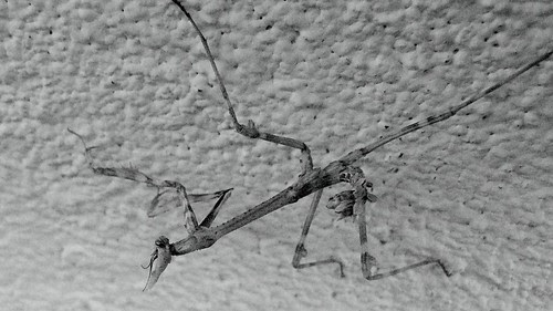 toujours prise du haut et de sa droite (il a la tête en bas)