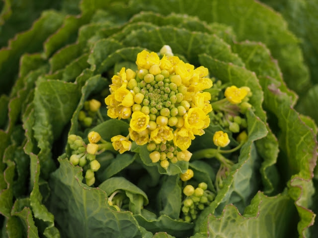 白菜の部位を画像付きで紹介 実は食べられる 白菜の花 の花言葉もご紹介 お役立ち 季節の耳より情報局