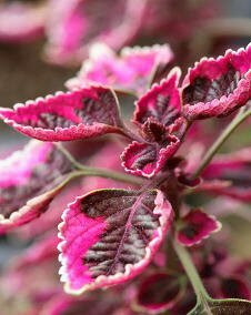花 コリウス 11月17日の花と花言葉 コリウス 魅る魅るガーデニング