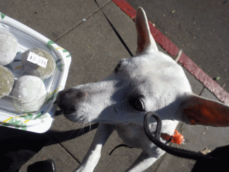 タンポポらーめん もう無理 San Franciscoのひとりごと ３