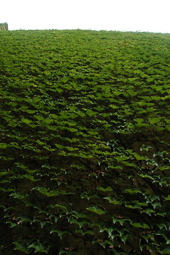 Boston Ivy, Parthenocissus tricuspidata
