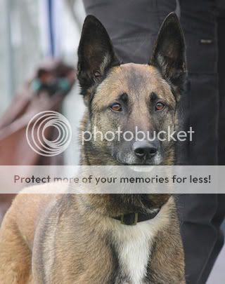 poza caine malinois privind concentrat