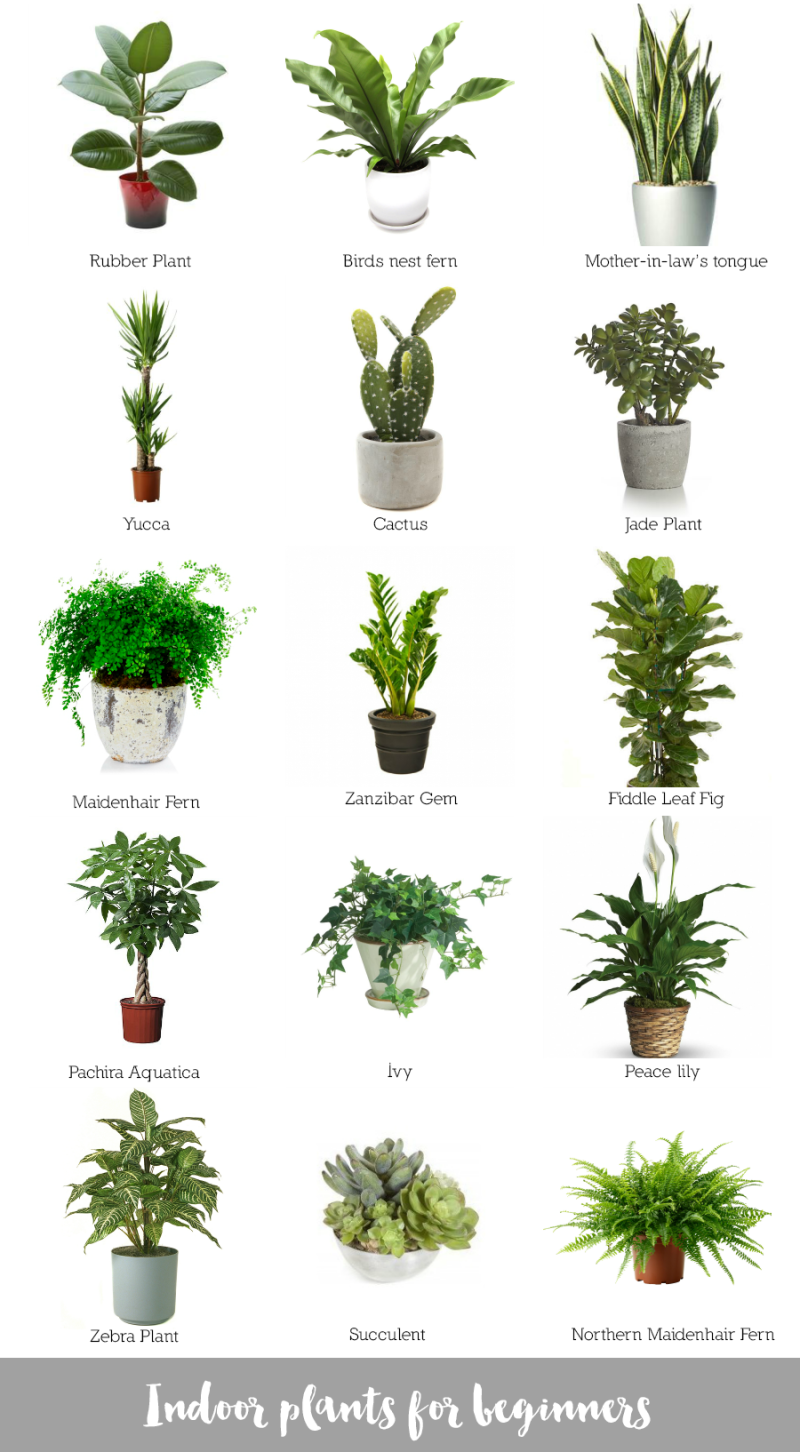 New House Plan 29+ Small Indoor Plants With Names