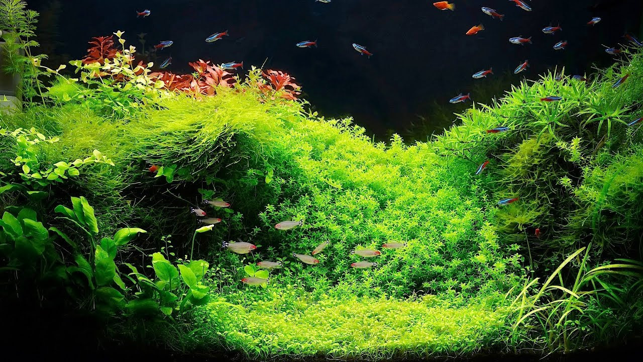 Setting Up a Fish Tank with Live Plants | Aquarium Care 