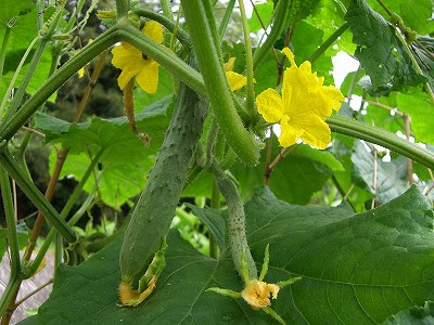 江田島って どんなとこ キュウリ 花 ウリ科