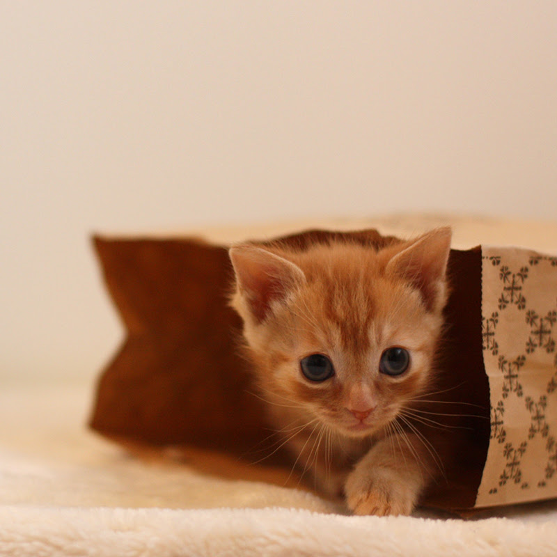 キャリーバッグを嫌がる猫の対策 上手な入れ方 おすすめのキャリーバッグ6選をご紹介 猫の総合情報サイト ペットスマイルニュースforネコちゃん