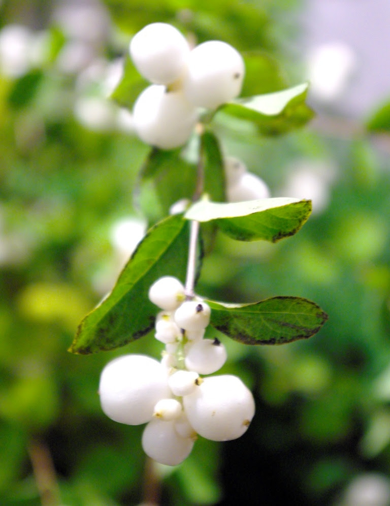 試練 Flower Shop Nonno