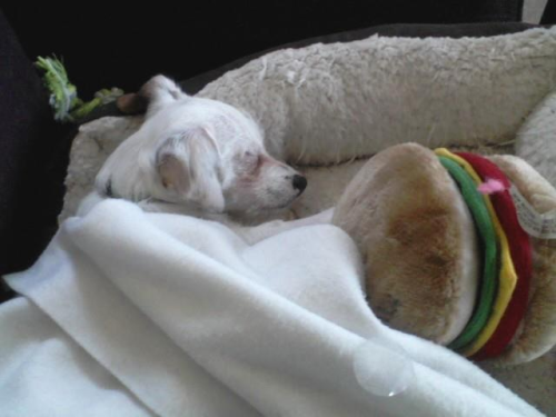 Freckles the Dog