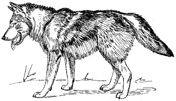 Wolves For Coloring