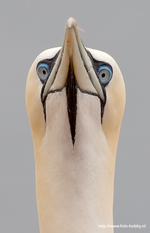 500px favs, rg443