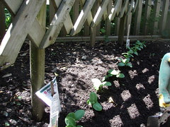 cukes in a row