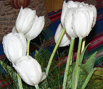 tulipes après la pluie.jpg