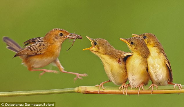 Fast food: The birds stand precariously on the thin branch as  their mother comes and goes at great speed