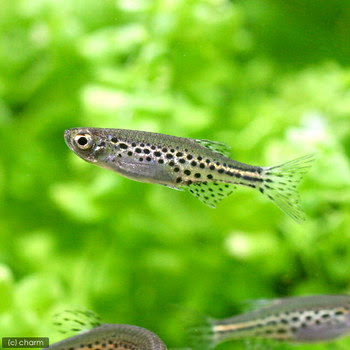 小さいことは良い事だ チャーム熱帯魚 エビブログ