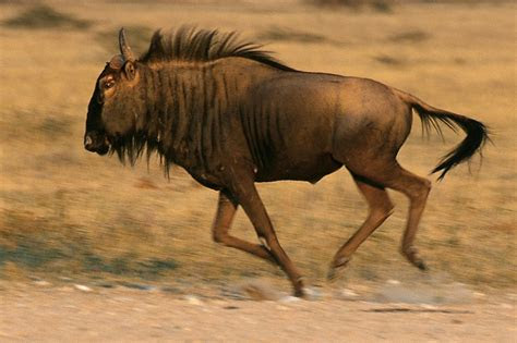 gnu pictures kids search