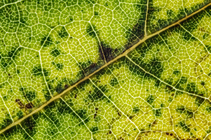 leaves03
