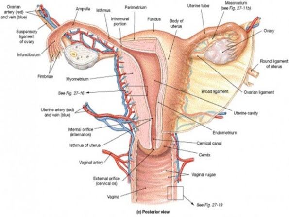 Alat Reproduksi Wanita