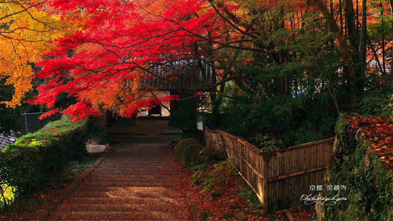 京都金蔵寺 参道の紅葉 の壁紙 1366x768