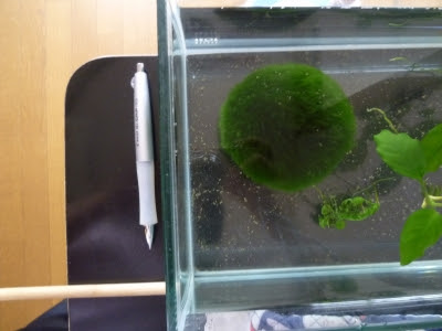 でっかいマリモ 水中のおともだち