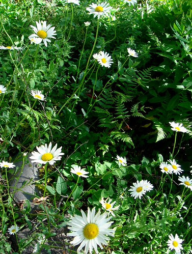 Daisies