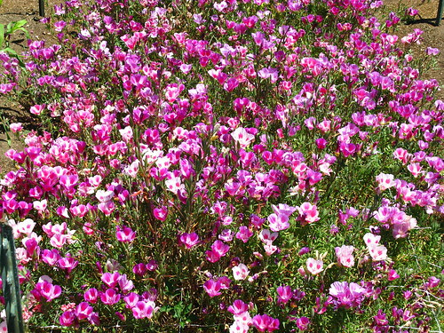 Filoli Estate
