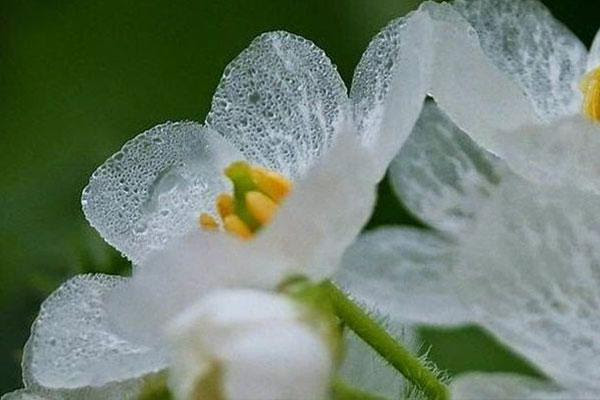 一碰水就变透明的花你见过吗 俗称 山荷叶