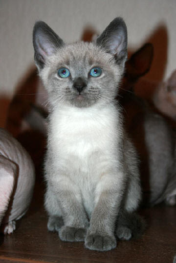 Sphynx Hybridation