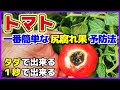 画像 トマト 根腐れ 症状 307631-トマト 根腐れ 症状