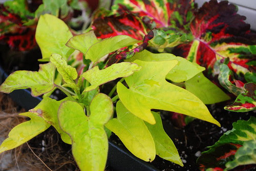Sweet Potato Vine