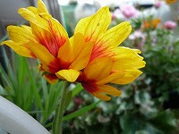 ９月４日の誕生花 ガイラルディアの花言葉 きらびやか 赤い花びらに黄色い複輪の鮮やかなオオテンニンギク 大天人菊 弥生おばさんのガーデニングノート 花と緑の365日 楽天ブログ