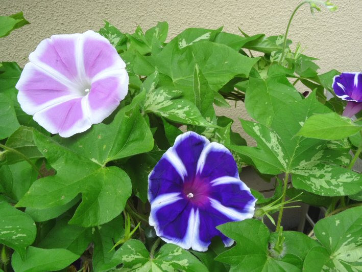 朝顔の種採取 いちろの気ままに独り言