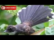 Inilah Suara pikat ampuh bermacam jenis burung kecil, paling update!