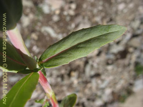 Epilobio Parviflorum Capsulas Mercadolibre Cl