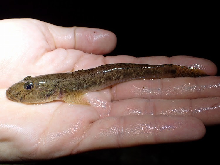 沖縄 やんばるに巨大ハゼ ホシマダラハゼ と美麗ハゼ タメトモハゼ を追う Monsters Pro Shop