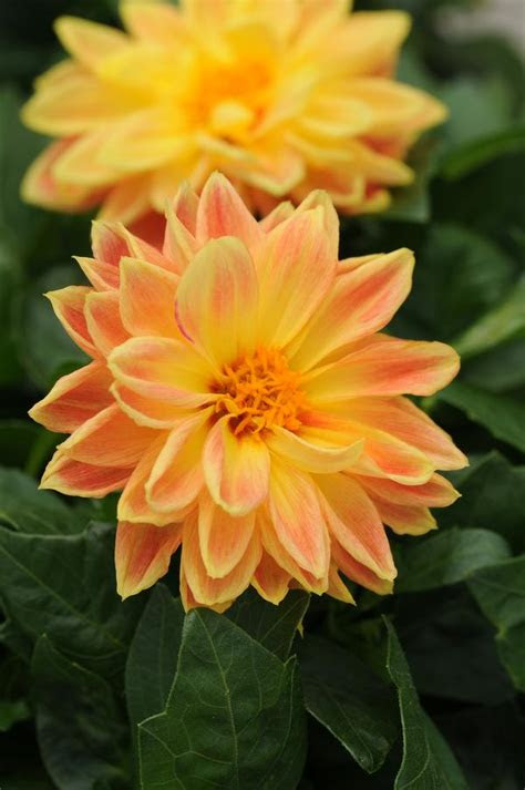 Home topics saving money it's time for that home improvement project you've been putt. Dahlia pinnata Dahlietta Coby | Lucas Greenhouses