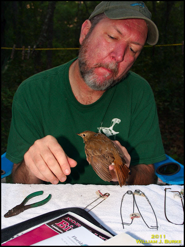 Hermit Thrush