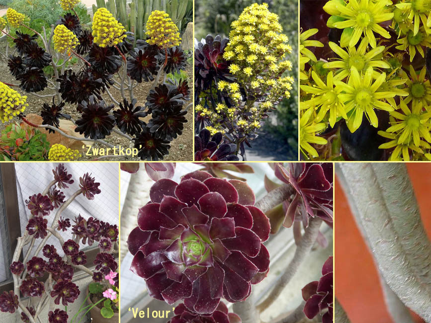 野山の草花 木々の花 植物検索図鑑 アエオニウム アルボレウム 2園芸品種
