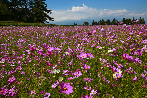 ▲▼ 福壽山農場、波斯菊。(圖/記者黃克翔攝)
