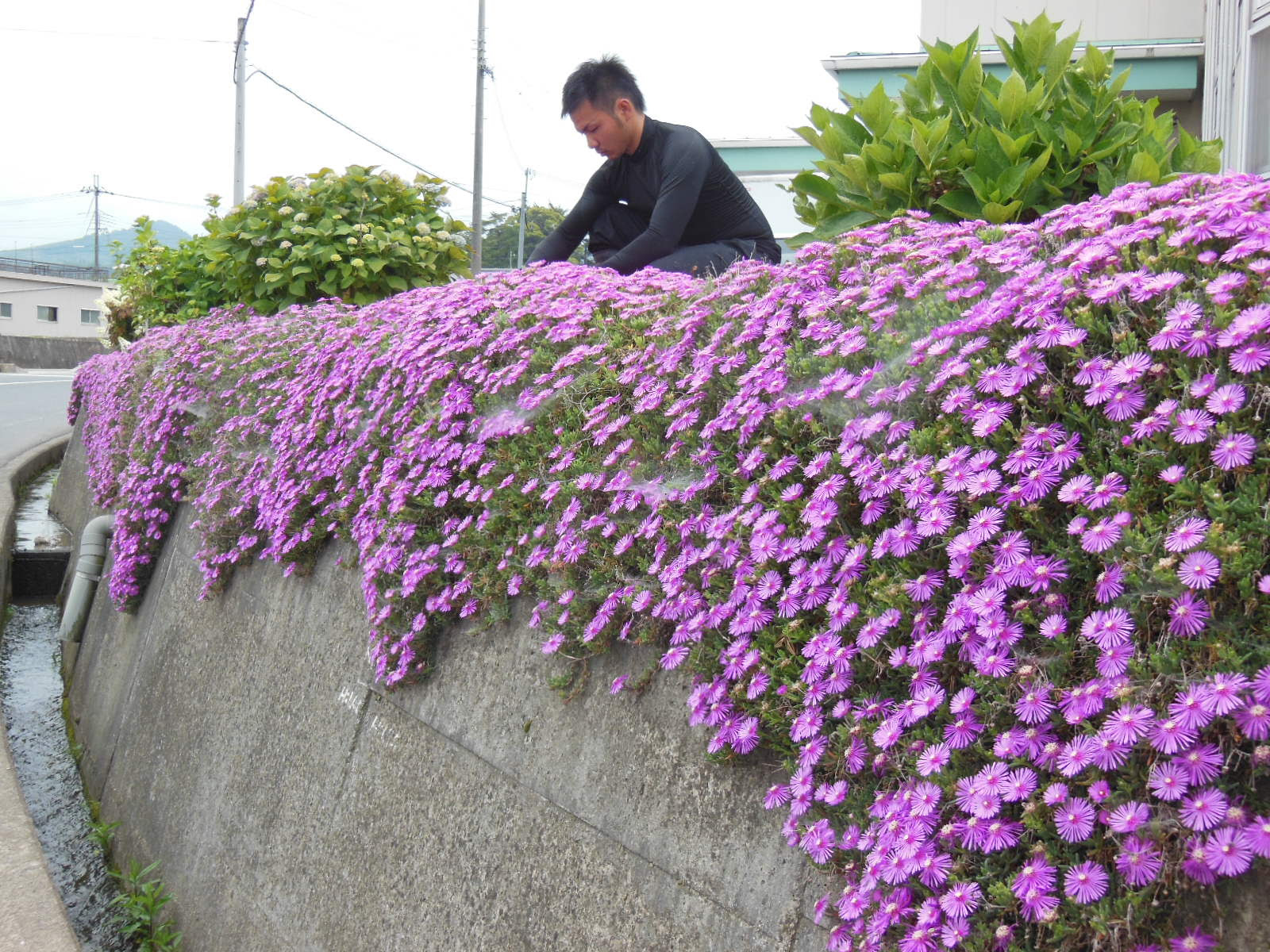 松葉菊の帯 ４０メートル 福祉施設の擁壁で開花 高野山麓 橋本新聞