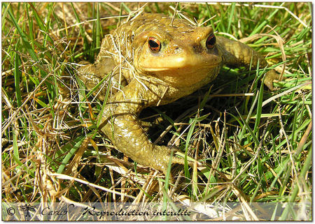 Crapaud_062543
